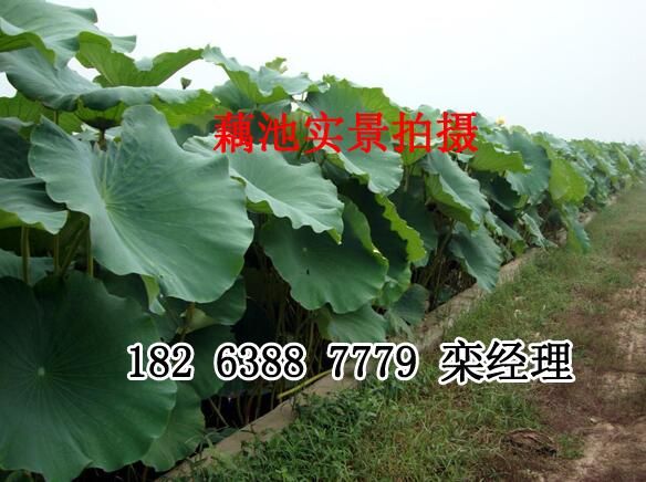 為什么要推出藕池專用膜建池模式？